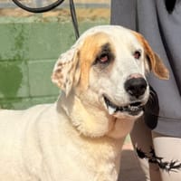 MARTA  (Lara), chienne à adopter