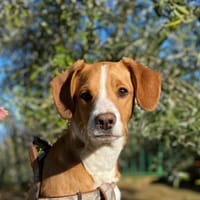 MILO  (Lara), chien à adopter