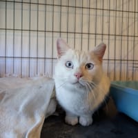 TOMASO, chat à adopter