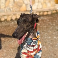 NOXX  (Lara), chien à adopter