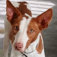 LECHERO  (Lara), chien à adopter