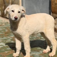 ALVA  (Lara), chienne à adopter