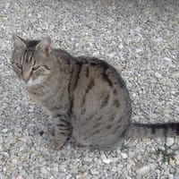 TONKA, chat à adopter