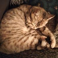 KELLY, chatte à adopter