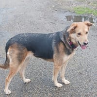 AKIRA, chienne à adopter