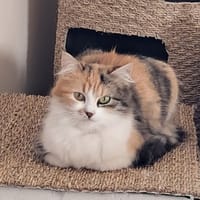 CALICO, chatte à adopter