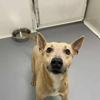 DJANGO, chien à adopter