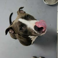 BOBBY, chien à adopter