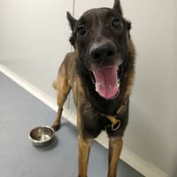 ZIPP, chien à adopter