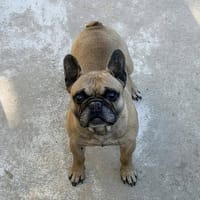 MAIKO, chien à adopter