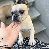 NEILA, chienne à adopter