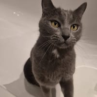 GRISOU, chat à adopter
