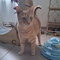 TIGROU, chat à adopter