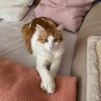 Hübscher, lieber Kater Tyr, Kater zur Adoption