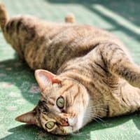 Menschenbezogene Katze Lizzie, Katze zur Adoption