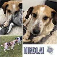 NIKOLAI * genügsamer Begleiter, Hund zur Adoption