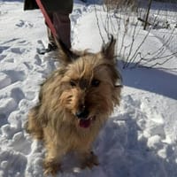 Betty sucht ihr liebevolles Zuhause, Hündin zur Adoption