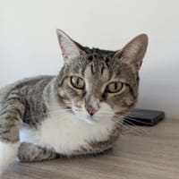Zutrauliche Katze Milagrin (3 Beine), Katze zur Adoption