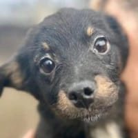 BAMBU-entzückende, kleine Welpen-Hündin, Hündin zur Adoption