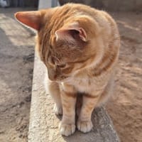 Liebevoller Kater Garfield, Kater zur Adoption