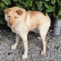 FUNNY, w., kastr., Mischling, 15 kg, Hündin zur Adoption