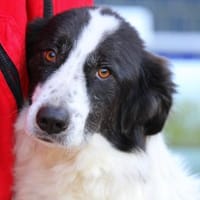 Almar auf Pflegestelle in Hessen, Hund zur Adoption