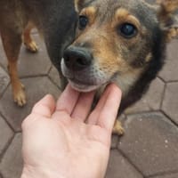 Keksik sucht ein Zuhause, Hund zur Adoption