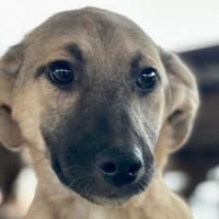 DIDI-bezaubernder Welpen-Rüde, Hund zur Adoption