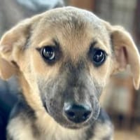 DINA-hübsche, verspielte Welpen-Hündin, Hündin zur Adoption