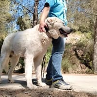 Snow ist ein grosser Rüde, Ludwigshafen, Hund zur Adoption
