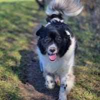 Prizma, Hündin zur Adoption