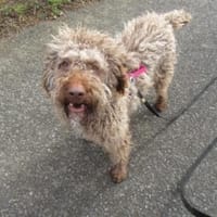 Bela-der wunderbare Sonnenschein, Hündin zur Adoption