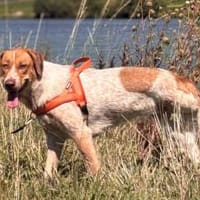 Alisa sucht Menschen mit großem Herz, Hündin zur Adoption