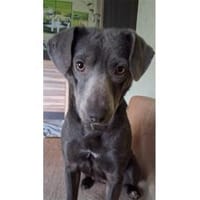 Lilljana - wartet in 29308 Winsen/ Aller, Hündin zur Adoption