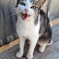 Lebensfrohe Katze Miteka, Katze zur Adoption