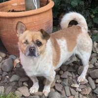 BRUNO, m., kastr., Mischling, ca. 30 cm, Hund zur Adoption