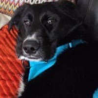 Sienna, süßer Schäfi in 45711 Datteln, Hündin zur Adoption