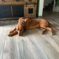 Vermittlungshilfe für Leo!, Hund zur Adoption