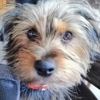 Lotti sucht ganz dringend eine neue Fami, Hündin zur Adoption