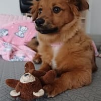 Hundekind sucht Bestplatz, Hündin zur Adoption