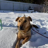 Ellie sucht ihr liebevolles Zuhause, Hündin zur Adoption