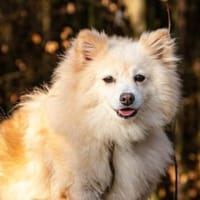 Roma sehnt sich nach Geborgenheit, Hündin zur Adoption