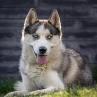 Cosmo sucht sein Zuhause für Immer, Hund zur Adoption