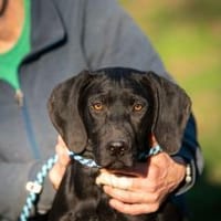 Vinegar, Hund zur Adoption