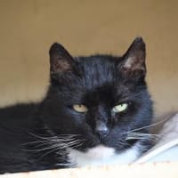 ***FIGARO - ein lieber Kater!***, Kater zur Adoption