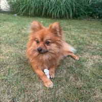 Yves sucht Familie mit Hundekumpel, Hund zur Adoption