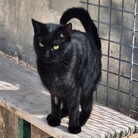 Menschenbezogene Schmusekatze 13, Katze zur Adoption