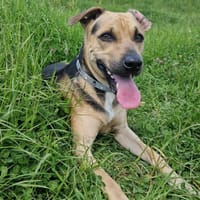 Notfall- Jack sucht ganz dringend, Hund zur Adoption