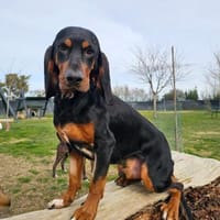 ASKANI ❤ wundervoller Gefährte Kevelaer, Hund zur Adoption