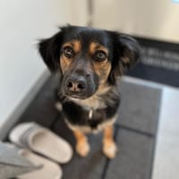 Punchy  aktives und sportliches Mädel, Hündin zur Adoption